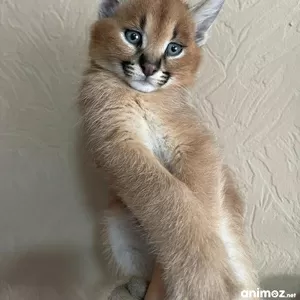 Красивый,  хорошо социализированный сервал готов стать caracal